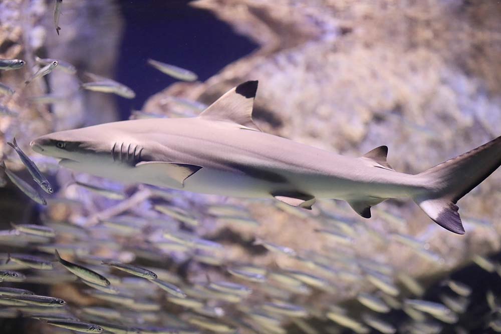 生まれる前から最強 交尾をする魚 サメ のバラエティ豊かな繁殖方法 いきふぉめーしょん