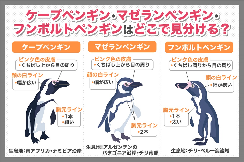 ペンギンの見分け方 ケープペンギン マゼランペンギン フンボルトペンギンは何が違う いきふぉめーしょん